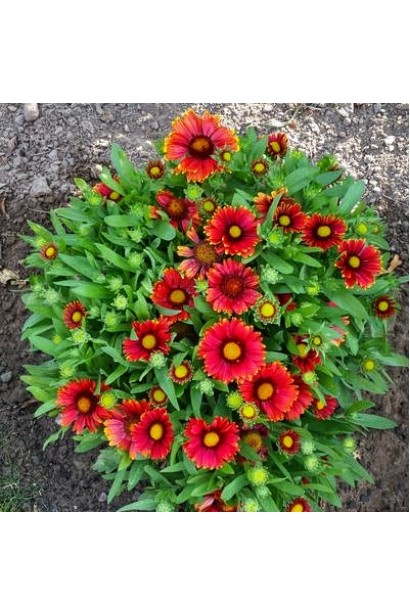 Гайлардія ’Арізона Ред Шейдз’ у повному цвітінні